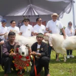 Lestarikan Budaya Sunda di Bogor, Ketua DPRD Dukung Festival Ternak Domba dan Seni Ketangkasan