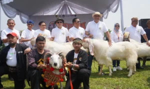 Lestarikan Budaya Sunda di Bogor, Ketua DPRD Dukung Festival Ternak Domba dan Seni Ketangkasan