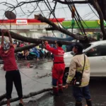 Pohon tiban satu mobil yang sedang melaju di Bandung akibat hujan deras dan angin kencang (14/11).