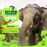 Promo Buy Now Visit Later Sudah Bisa Dipesan, Masuk Taman Safari Bogor Hanya Rp180 Ribu!