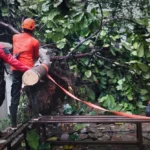 Waspada! 242 Pohon di Kota Bogor Berstatus Rawan, 25 Diantaranya Sudah Tumbang di November Ini