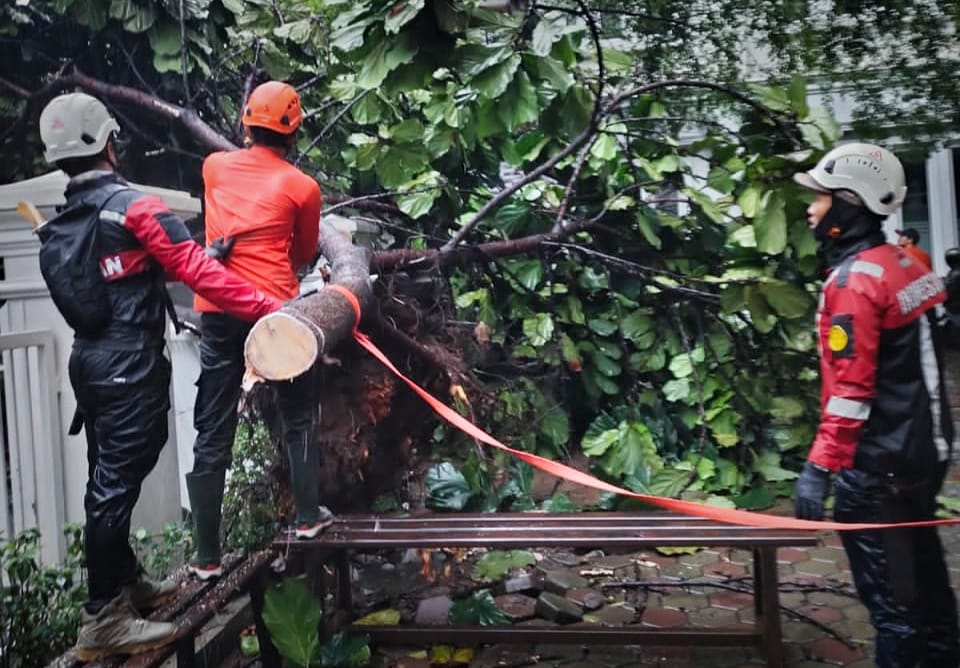 Waspada! 242 Pohon di Kota Bogor Berstatus Rawan, 25 Diantaranya Sudah Tumbang di November Ini
