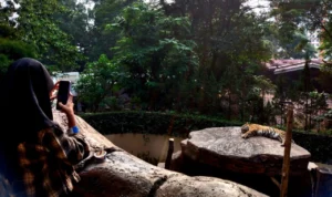 MALU-MALU : Harimau Siberia dan Benggala koleksi baru Kebun Binatang Bandung / Hendrik Muchlison