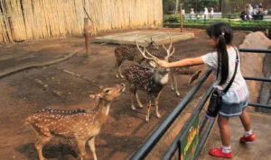 Sejumlah pengunjung sedang asyik berinteraksi dengan satwa di Kebun Binatang Bandung : Hendrik Muchlison
