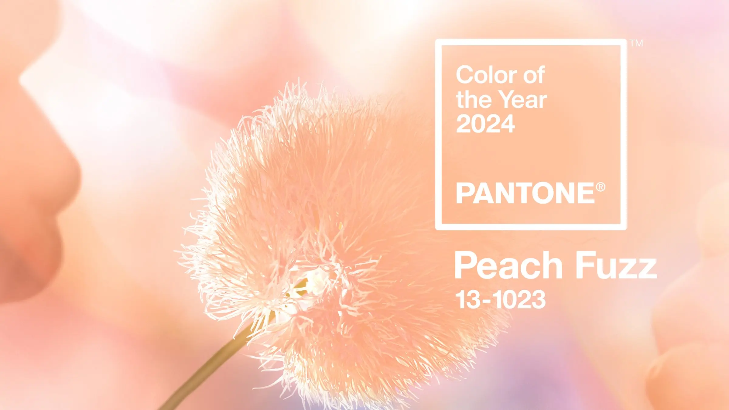 Tren Warna Tahun 2024 Peach Fuzz, Apa Maknanya? Simak di Sini