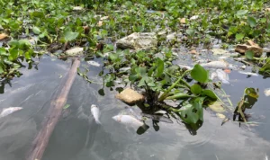 Selain akibat cuaca, Dispernakan KBB menduga kematian massal ratusan ton ikan KJA di Waduk Saguling akibat adanya aktivitas limbah industri. Selasa (12/12).