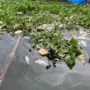 Selain akibat cuaca, Dispernakan KBB menduga kematian massal ratusan ton ikan KJA di Waduk Saguling akibat adanya aktivitas limbah industri. Selasa (12/12).