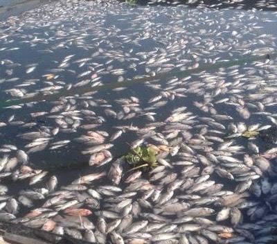 Cuaca Ekstrem, Kematian Ikan di Waduk Saguling Akibat Fenomena Upwelling