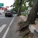 Trotoar di Jalan Jenderal Sudirman Cimahi Rusak Akibat Akar Pohon