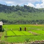 Petani mulai memindahkan bibit padi ke lahan siap tanam di sawah irigasi di Wilayah Kecamatan Pataruman, Kota Banjar, Rabu 20 Desember 2023.