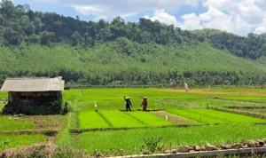 Petani mulai memindahkan bibit padi ke lahan siap tanam di sawah irigasi di Wilayah Kecamatan Pataruman, Kota Banjar, Rabu 20 Desember 2023.