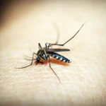 Warga KBB diimbau waspada terhadap nyamuk Aedes Aegypti.