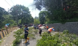 BPBD Kabupaten Sumedang bersama instansi terkait melakukan pemangkasan pohon di sepanjang jalan Cadas Pangeran, Rabu (13/12).