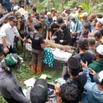 Tim gabungan menyelamatkan macan tutul yang terjebak di perangkap babi di Sukabumi.