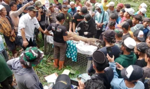 Tim gabungan menyelamatkan macan tutul yang terjebak di perangkap babi di Sukabumi.