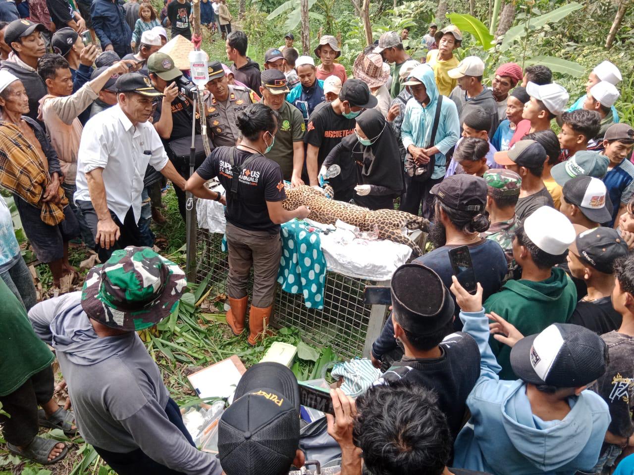 Tim gabungan menyelamatkan macan tutul yang terjebak di perangkap babi di Sukabumi.