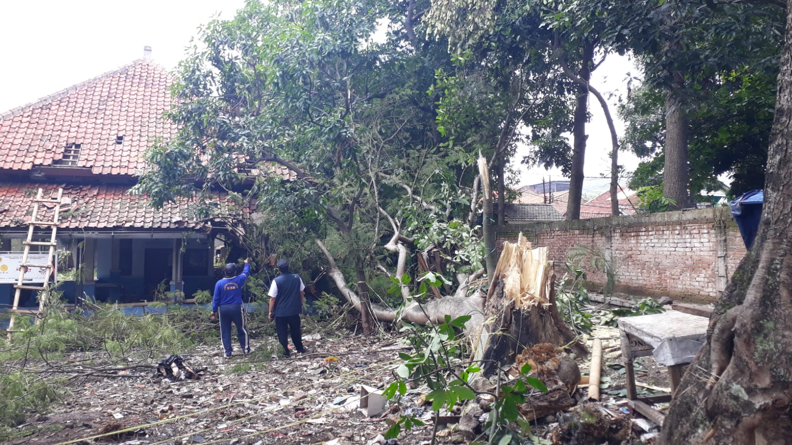 Pohon Tumbang Timpa Bangunan, Imbas Hujan Deras Disertai Angin Kencang di Padasuka Cimahi