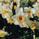 Bunga Kelahiran Desember dan Artinya, Ini Dia Bunga Narcissus/ Pexels/ Mehmet Turgut Kirkgoz