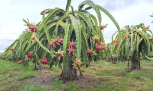 Cara Menanam Buah Naga dalam Pot, Tips Kilat Agar Panen dalam 12 Bulan dan Jadi Dekorasi Rumah yang Menarik!