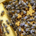 ILUSTRASI: manfaat dari propolis yang dihasilkan lebah. (freepik)