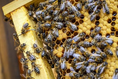 ILUSTRASI: manfaat dari propolis yang dihasilkan lebah. (freepik)