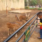 Iustrasi : Sejumlah masyarakat saat menikmati wisata di Kebun Binatang Bandung.