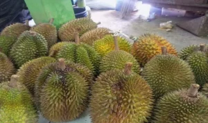 6 Makanan ini Jangan Dicampur Sama Durian, Nanti Kaget!