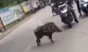 Seekor babi terlihat melintas di Jalan Raya Banjaran-Pameungpeuk dan masuk kedalam Kantor Kecamatan Pameungpeuk, Kabupaten Bandung, Jawa Barat.