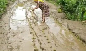 Seorang wanita di Desa Ciwalat, Kecamatan Pabuaran, Kabupaten Sukabumi, tanam padi di jalan sebagai bentuk protes.