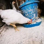 Pakan Ayam yang Baik Dikonsumsi, Ketahui Beberapa Manfaatnya (ilustrasi: Freepik)