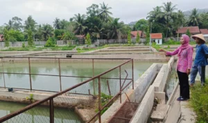 Kepala UPTD Balai Benih Ikan (BBI), Sri Irawati saat mengecek kolam ikan di Balai Benih Ikan (BBI) Kota Banjar, Kamis 18 Januari 2024.