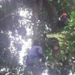 Petugas Damkar Kabupaten Bogor saat mengevakuasi sarang tawon.