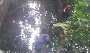 Petugas Damkar Kabupaten Bogor saat mengevakuasi sarang tawon.