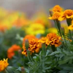 Selain Sebagai Pengobatan Tradisional, Ketahui Manfaat Bunga Marigold Bagi Kulit (ilustrasi: Freepik)