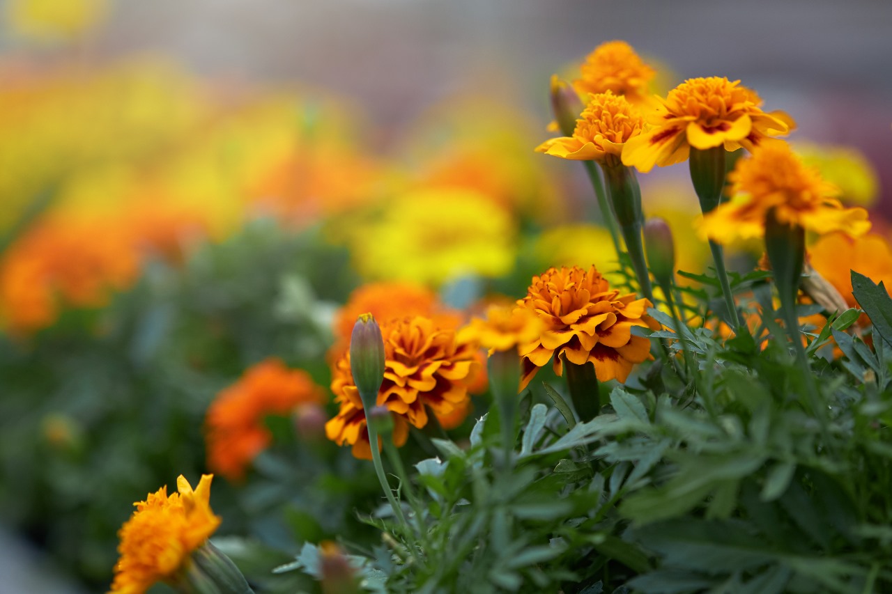 Selain Sebagai Pengobatan Tradisional, Ketahui Manfaat Bunga Marigold Bagi Kulit (ilustrasi: Freepik)