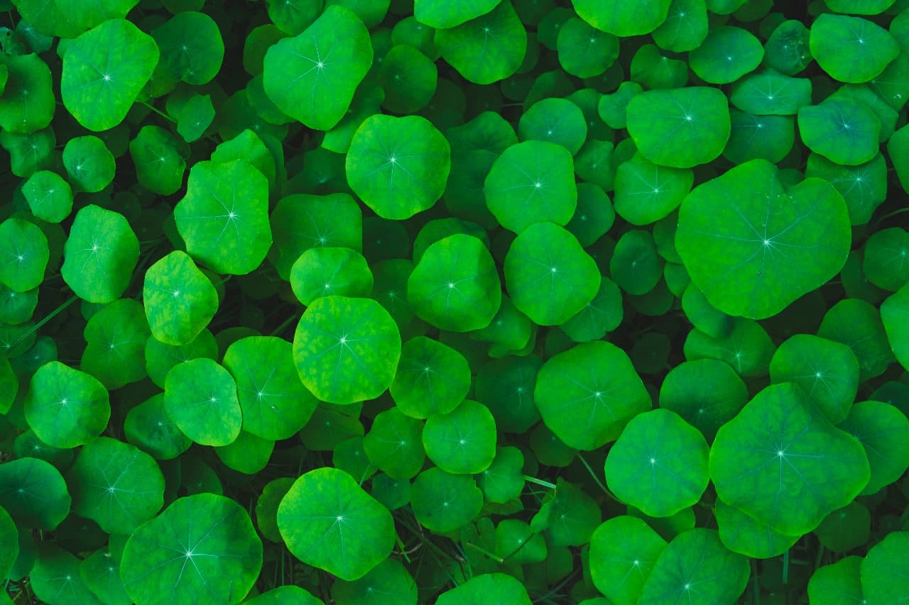 Centella Asiatica, Jenis Tanaman Herbal yang Bermanfaat Bagi Kesehatan Kulit! (ilustrasi: Freepik)