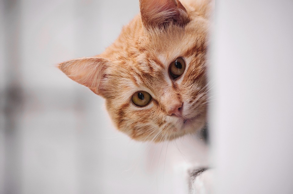 Pahami 5 Bahasa Tubuh Kucing yang penting Diketahui! (Foto: Pixabay)