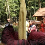Pesona Bunga Bangkai Raksasa yang mekar di Taman Hutan Raya (Tahura) Ir. H. Djuanda, Kabupaten Bandung.