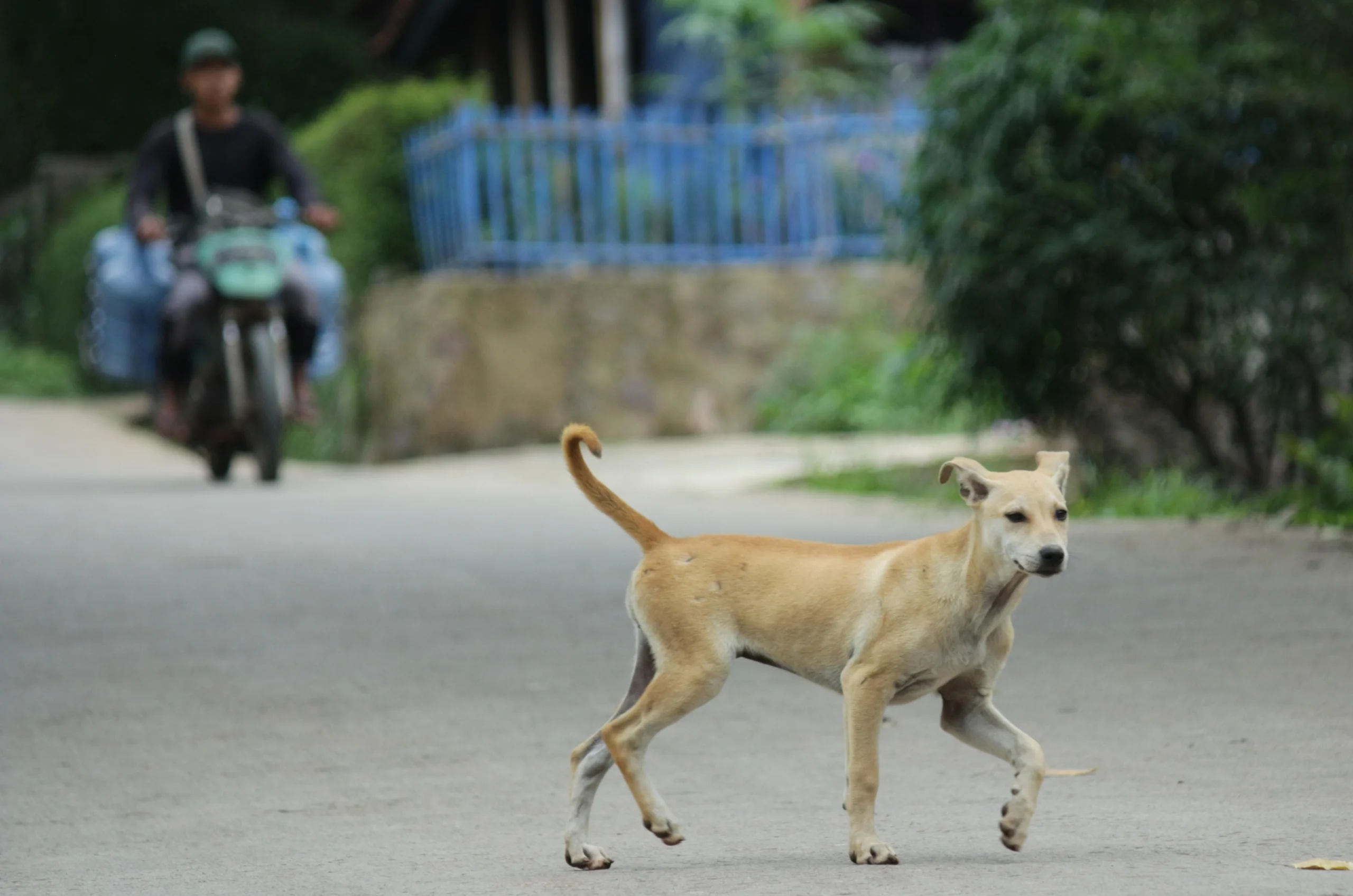 Ilustrasi wilayah Jawa Barat dinilai menjadi pemasok daging anjing terbesar di Indonesia. (Pandu Muslim/Jabar Ekspres)