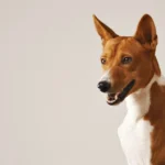 Jadi Pemasok Utama Daging Anjing, Ini Penjelasan DKPP Jabar