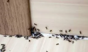 Cara Mengatasi Masalah Semut di Rumah dengan Cara Alami, Mudah Dibuat Sendiri!