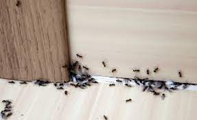 Cara Mengatasi Masalah Semut di Rumah dengan Cara Alami, Mudah Dibuat Sendiri!
