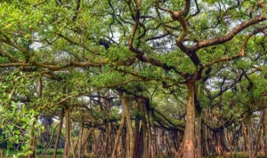 Misteri Pohon Berjalan di Amerika Latin Layaknya 'I Am Groot', Begini Penjelasannya!