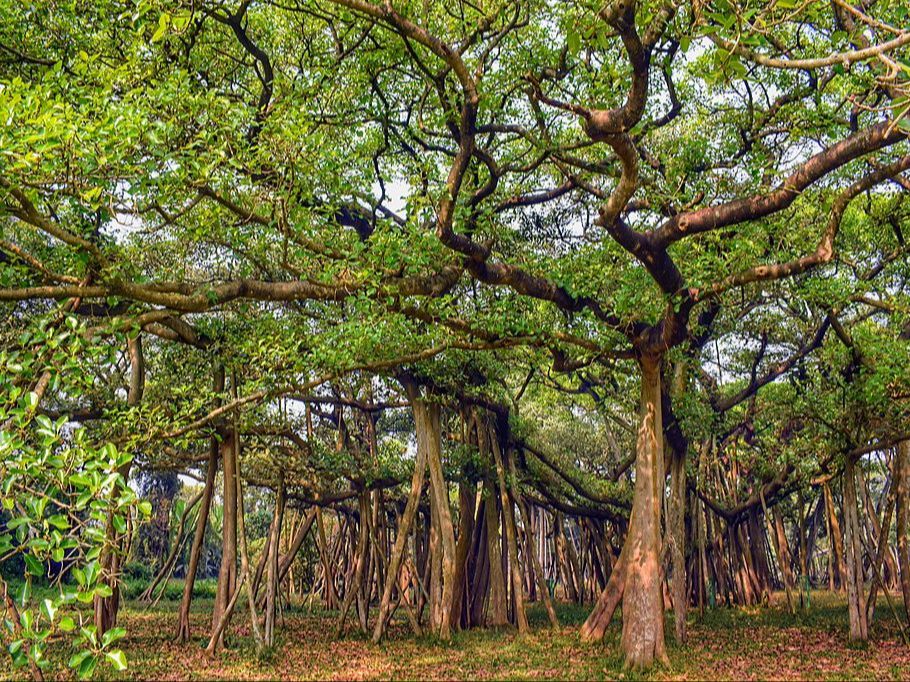 Misteri Pohon Berjalan di Amerika Latin Layaknya 'I Am Groot', Begini Penjelasannya!