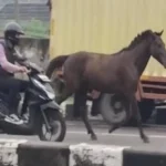 Heboh! Kuda Pacu Raksasa Kabur dari Kandang di Kecamatan Tanjungsari, Begini Kronologsnya