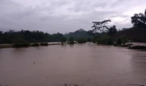 Akibat Banjir, Puluhan Hektare Sawah di Cijulang Sukabumi Gagal Tanam