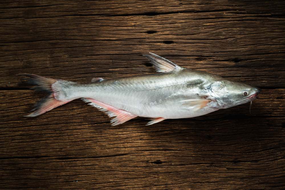 7 Khasiat Ikan Patin, dapat Membantu Kesehatan Jantung!