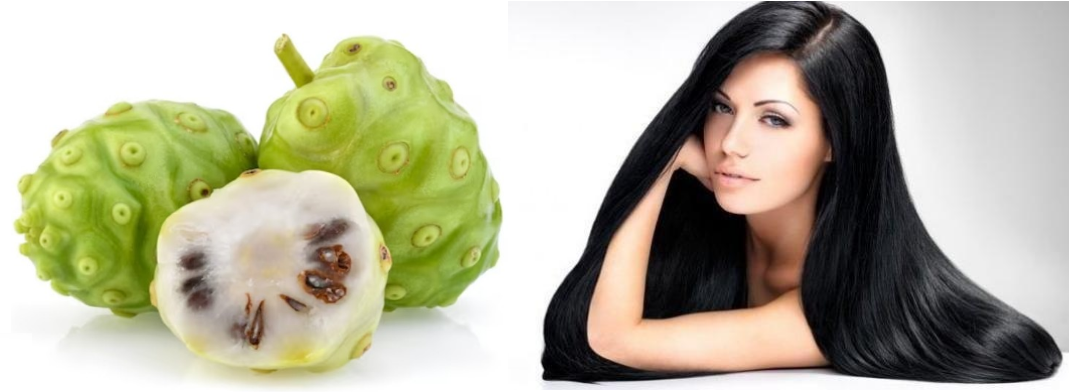 Manfaat Buah Mengkudu untuk Kecantikan Rambut dan Kulit