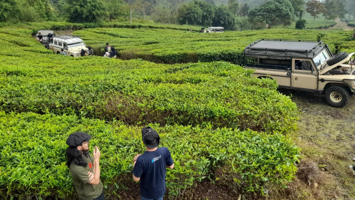 Ilustrasi kebun teh di Jawa Barat. Kebun teh sempat jadi salah satu bidang usaha PDAP.(Pandu Muslim)