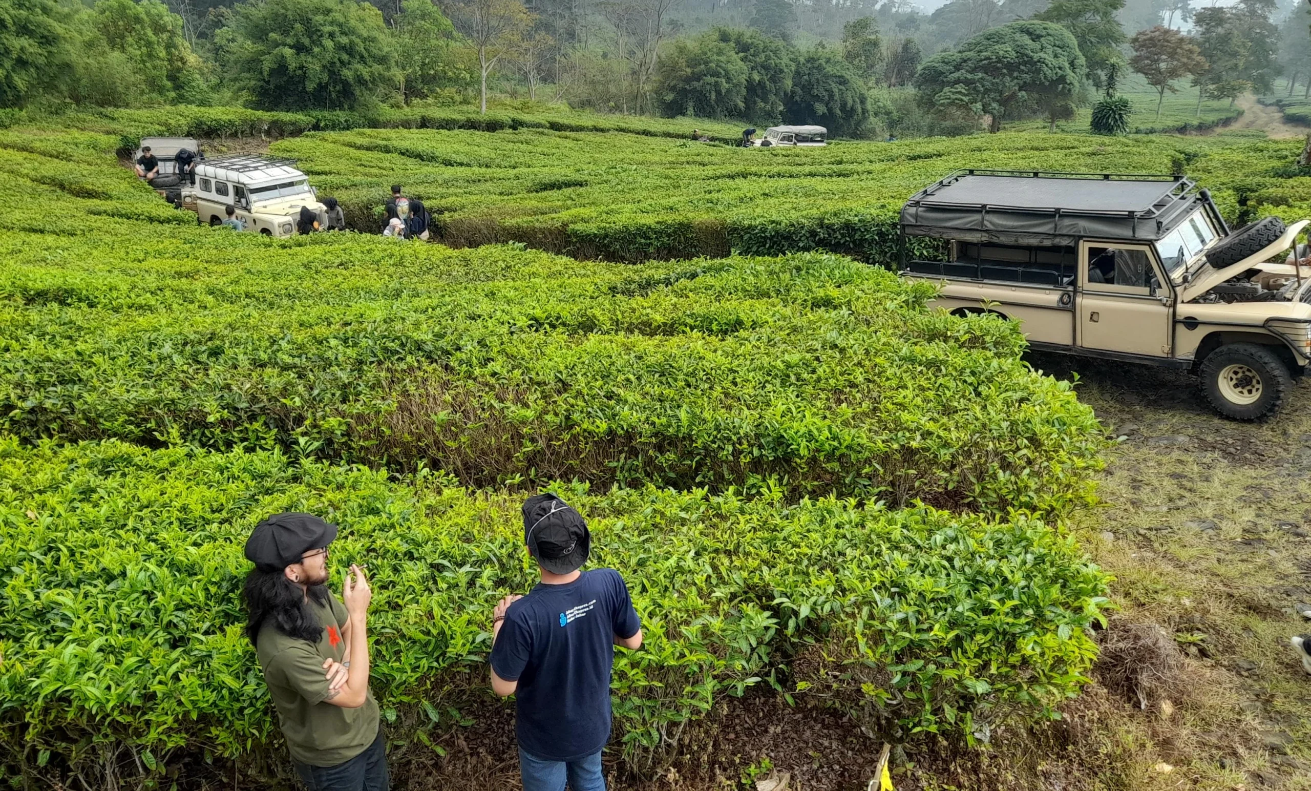 Ilustrasi kebun teh di Jawa Barat. Kebun teh sempat jadi salah satu bidang usaha PDAP.(Pandu Muslim)